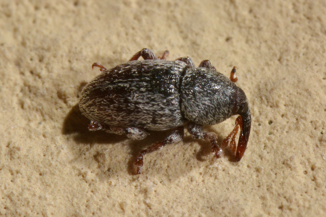 Curculionidae: Tychius stephensi, maschio